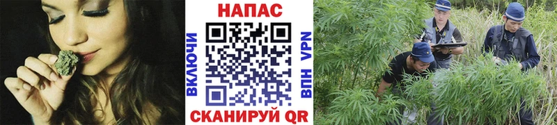 Марихуана тримм  сколько стоит  Шумиха 